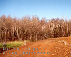 The townsite, now overgrown and difficult to find, lies just within a few steps of the bush.